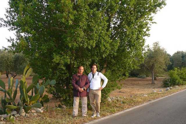 Scoperta in Salento la ''quercia elegante'': � l'unica al mondo
